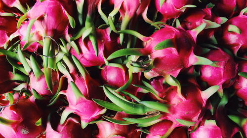Full frame shot of pink flowers