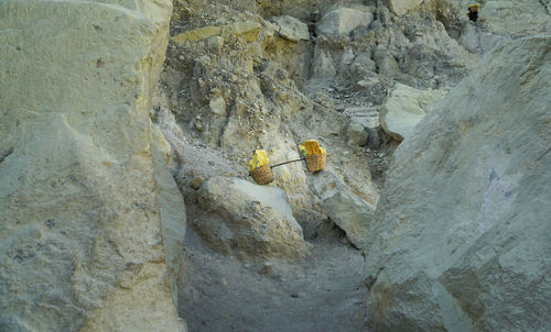 High angle view of insect on rock