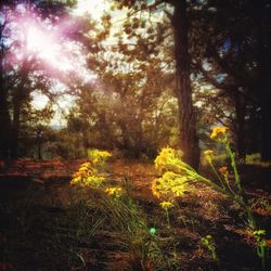 Yellow flowers growing on tree