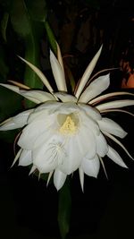 Close-up of white flower blooming outdoors