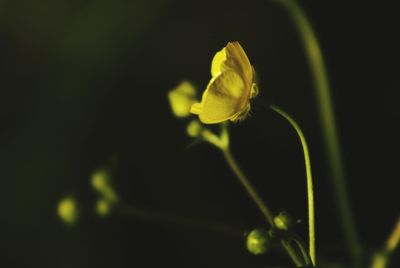 Close-up of yellow flower blooming outdoors