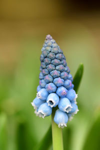 Close up of a grape hyacinth flower 