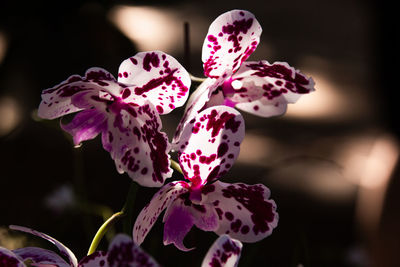 Close-up of pink flowering plant