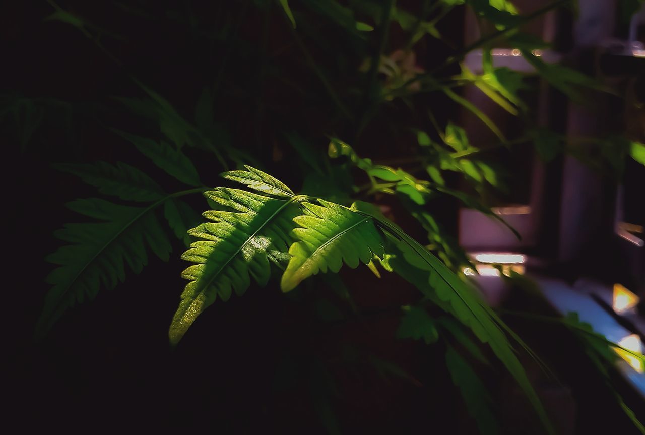 CLOSE-UP OF FERN LEAF