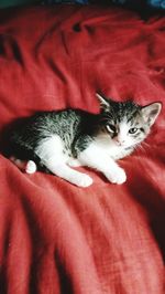 Portrait of cat on bed