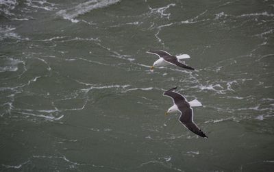 Bird flying over sea