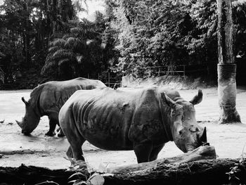 Rhinoceros at zoo