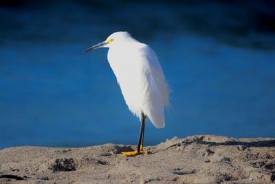White bird perching on rock by sea