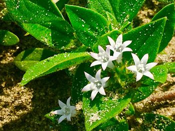 High angle view of white flowers blooming outdoors