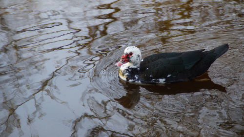 Swan swimming in lake