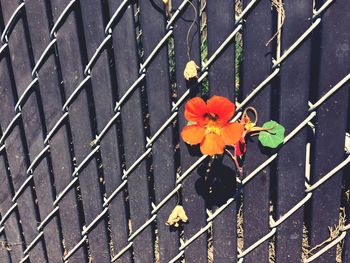 High angle view of flowers blooming outdoors