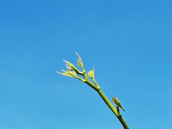 Low angle view of plant against clear blue sky