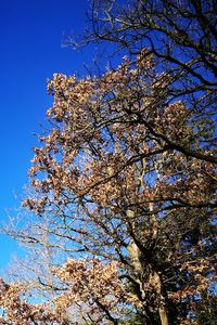 Low angle view of magnolia blossoms in spring