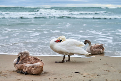 Beautiful white mute swans with brown cygnets resting on sandy beach near baltic sea. flock of water