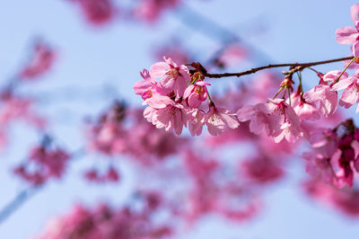 Close-up of insect on pink cherry blossom