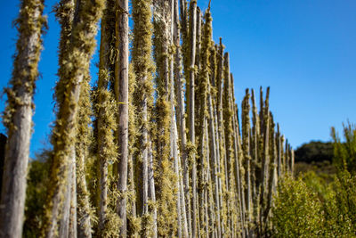 Low angle view of trees against sky