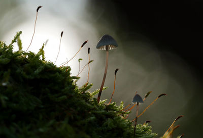 Close-up of mushrooms growing on field