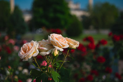 Beautiful roses