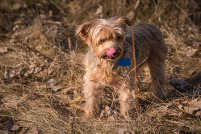 Dog on field