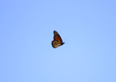 Low angle view of butterfly perching on clear blue sky