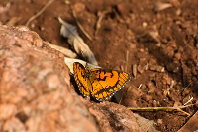 Close-up of butterfly on rock