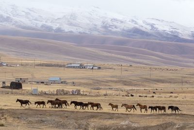 Horses on landscape against mountain