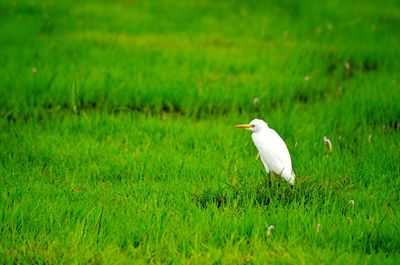 White bird on grass