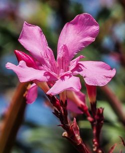Close-up of water drops on flower