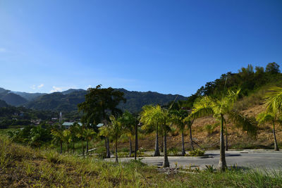 Trees on landscape against clear blue sky