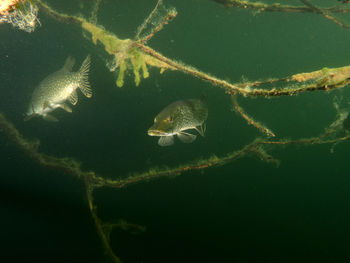 Fish swimming in sea