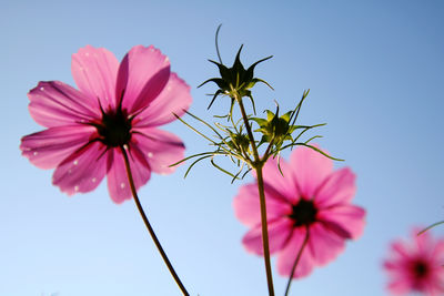 Low angle view of red flower