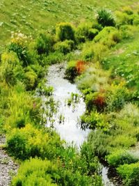 Scenic view of flowering trees and plants