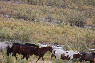 Cows grazing in a field