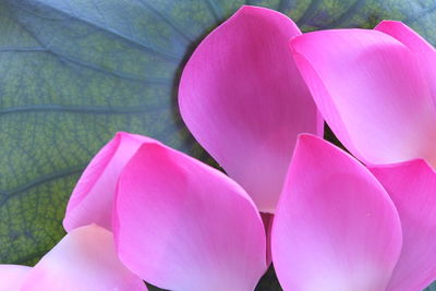 Close-up of pink flowers blooming outdoors