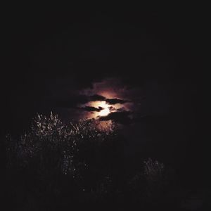 View of trees against sky at night