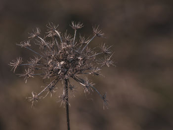 Close-up of dried plant