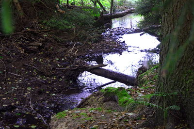 Fallen tree by stream in forest