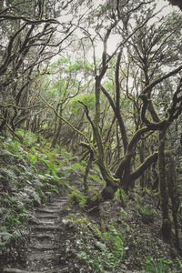 Trees growing in forest