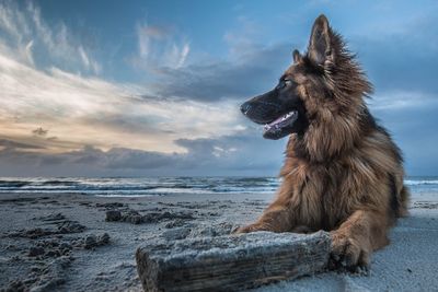Dog looking away while relaxing at beach