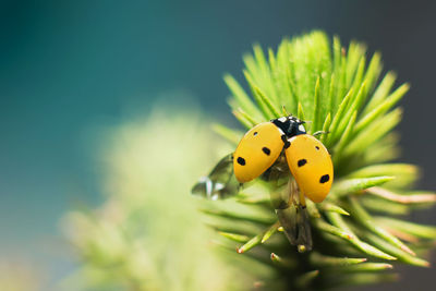 Close-up of ladybug on plant