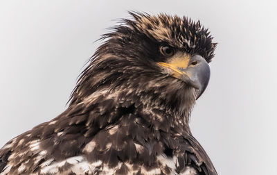 Close-up of eagle against white background