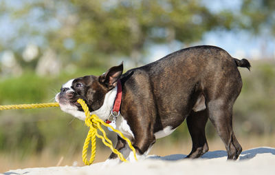 Dog pulling rope with mouth on field