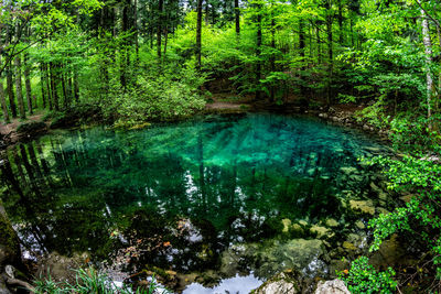 Scenic view of lake amidst trees in forest