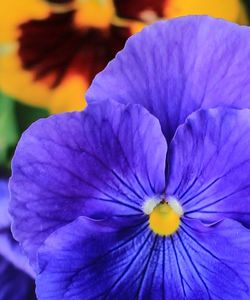 Close-up of purple flower