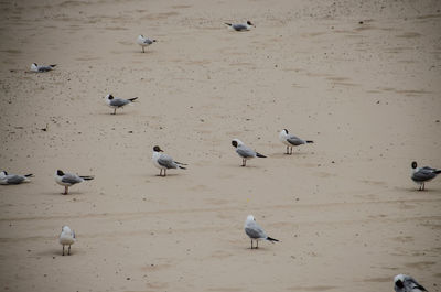 High angle view of seagulls on beach