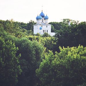 Low angle view of trees