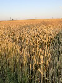 Scenic view of field against clear sky