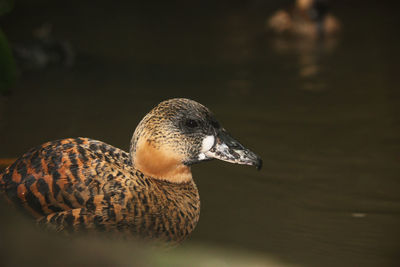 Duck on water