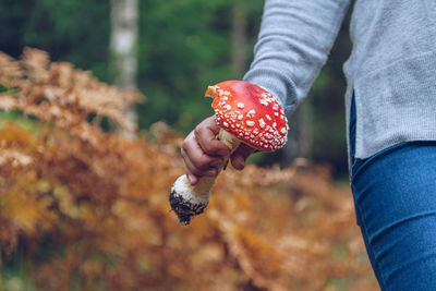 Low section of boy holding mushroom