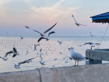 Seagulls flying against the sky